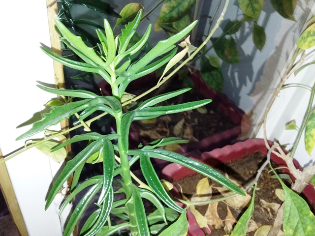 تصویر پرسش و پاسخ گیاه